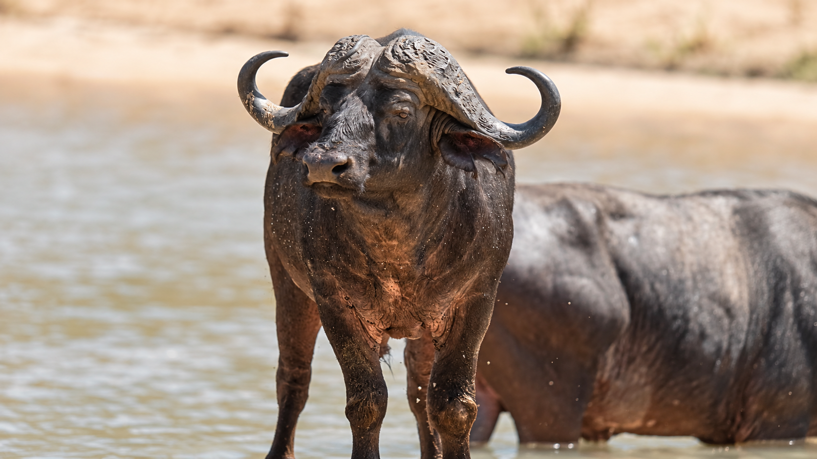 Büffel am Wasser