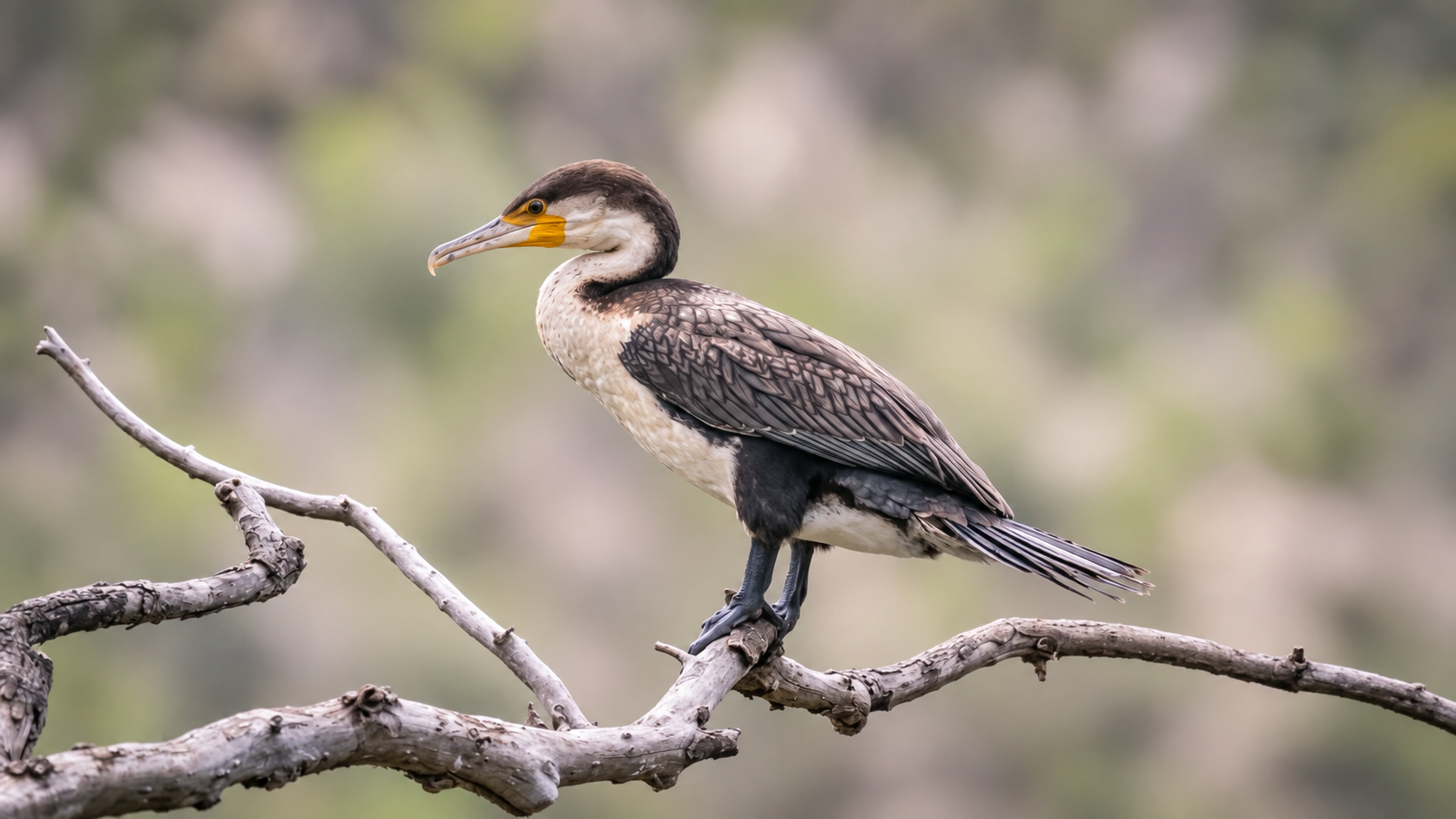 Kormoran auf einem Ast