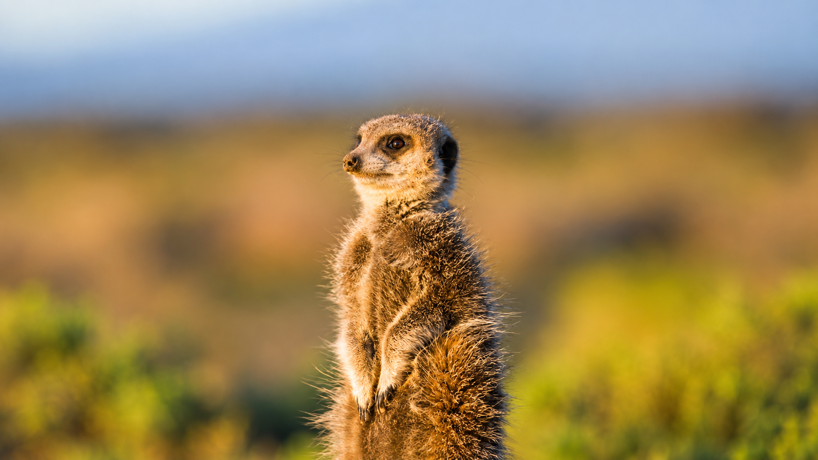 Erdmännchen im warmen Licht