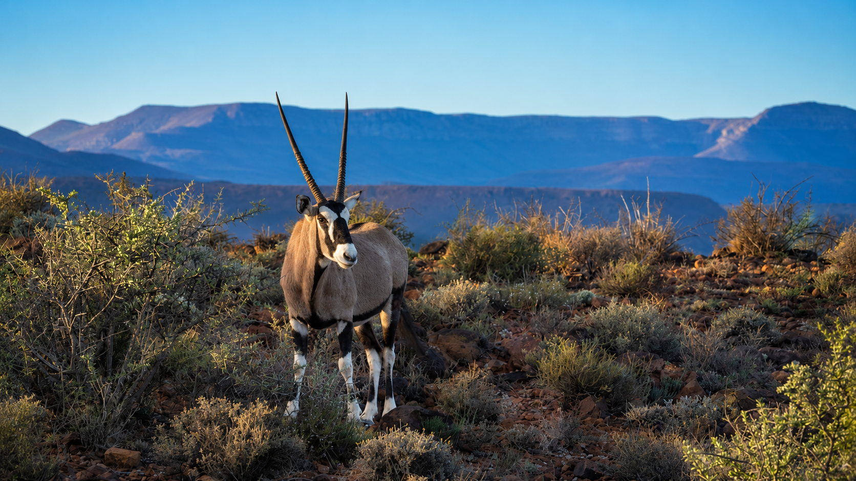Oryx-Antilope in Südafrika