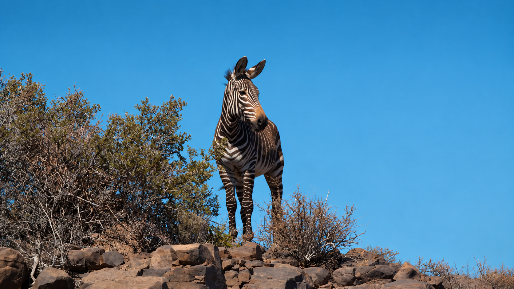 Zebra im Buschland
