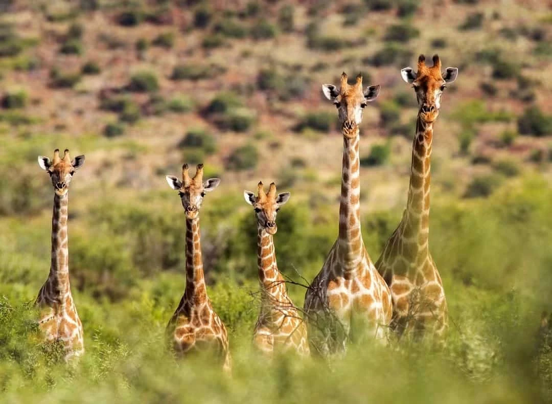 Giraffen zwischen den Büschen der Klein Karoo