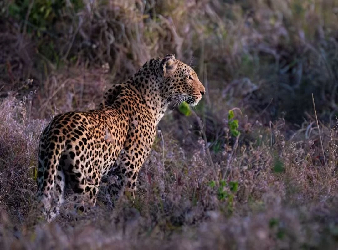 Leopard im südafrikanischen Busch